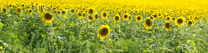 Sunflowers-2