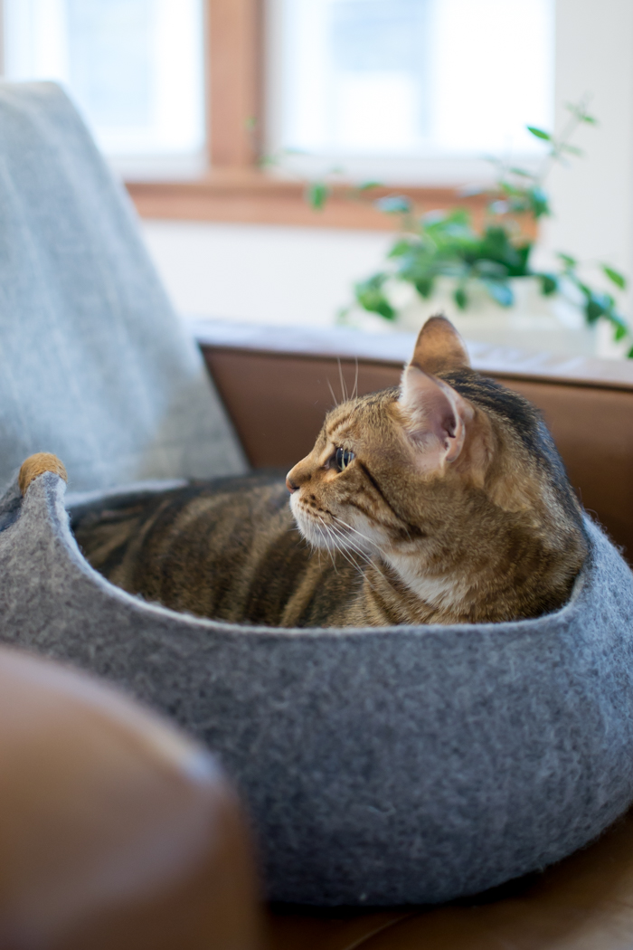 Tuft + Paw Modern Cat Furniture Review