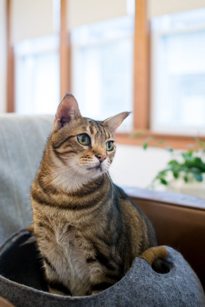 Attractive Cat Furniture *Does* Exist!