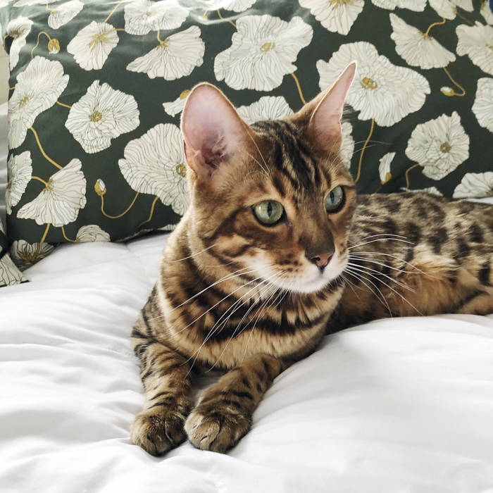 Oliver the Bengal